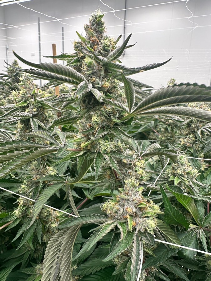 Double Dipper plant in flower
