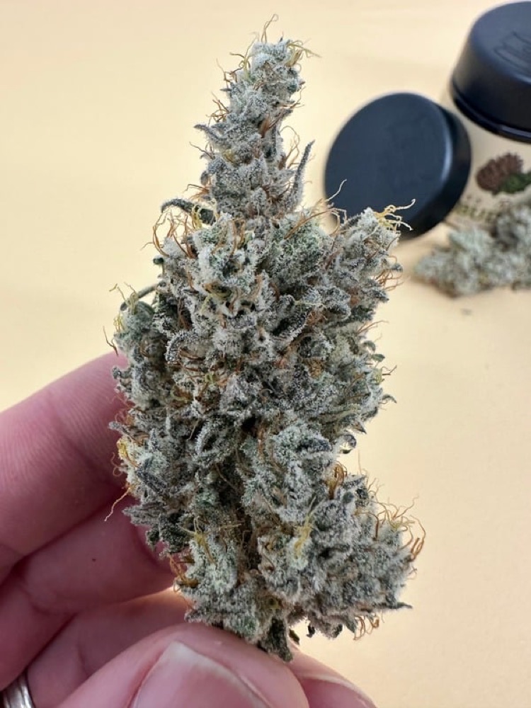 Mac V2 bud held in hand