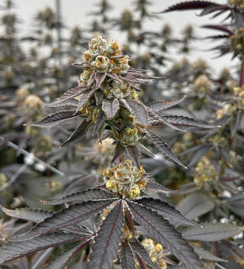 Animal Face flower by Bass River Buds
